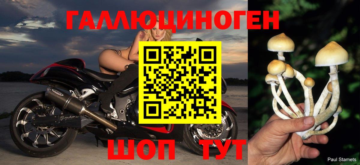 Псилоцибиновые грибы Psilocybine cubensis Солнечногорск
